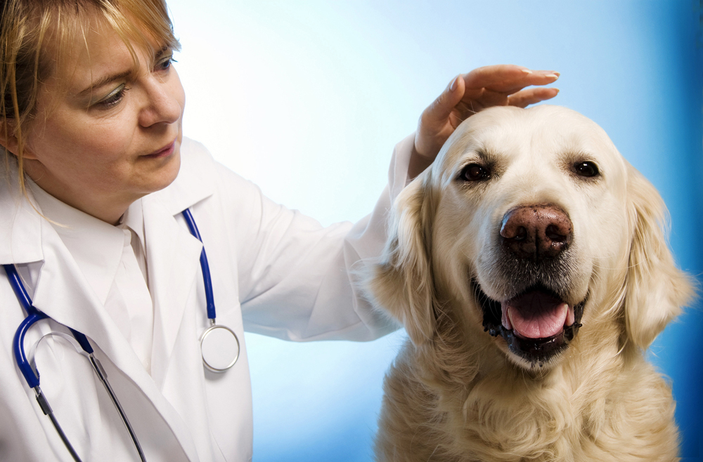 Pet Emergency Care & Urgent Care | Veterinarian in Maple Heights