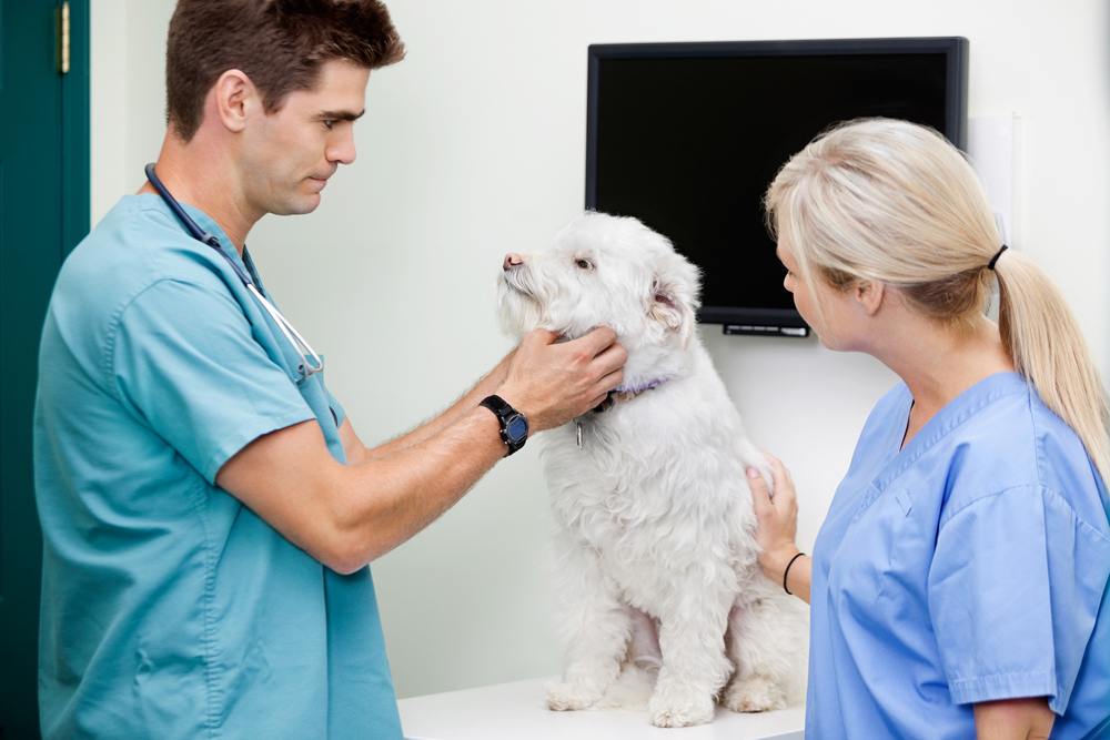 Laser Therapy for Pets Maple Heights | Suburban Veterinary Clinic