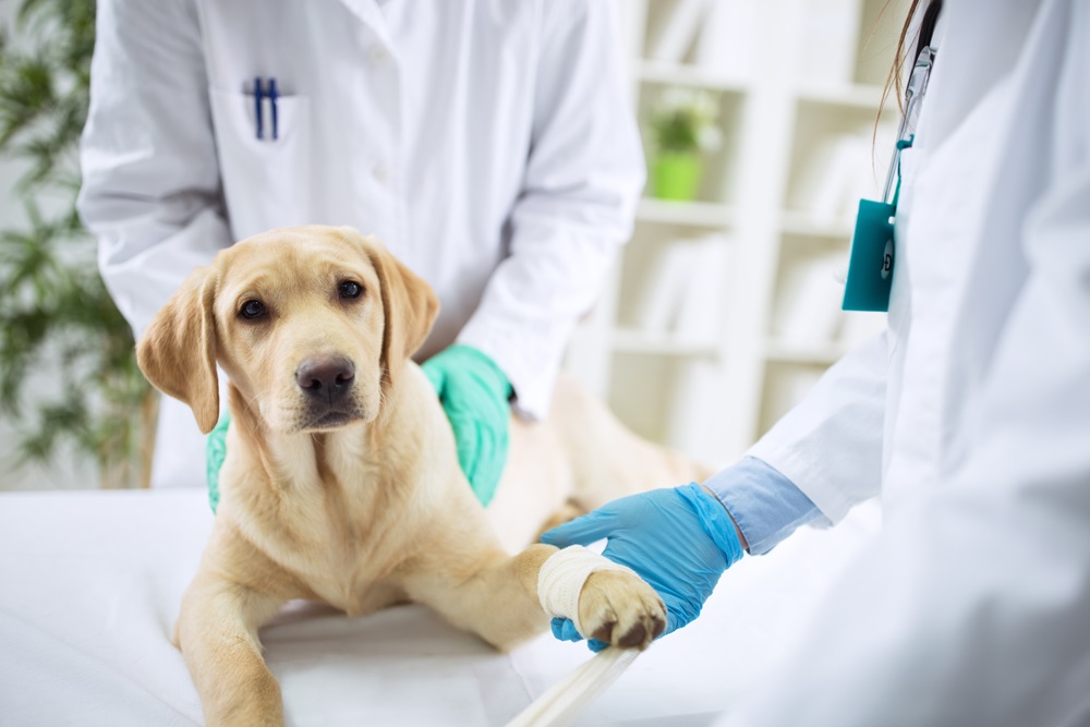 Pet Diagnosis and Blood Work | Maple Heights Veterinarian