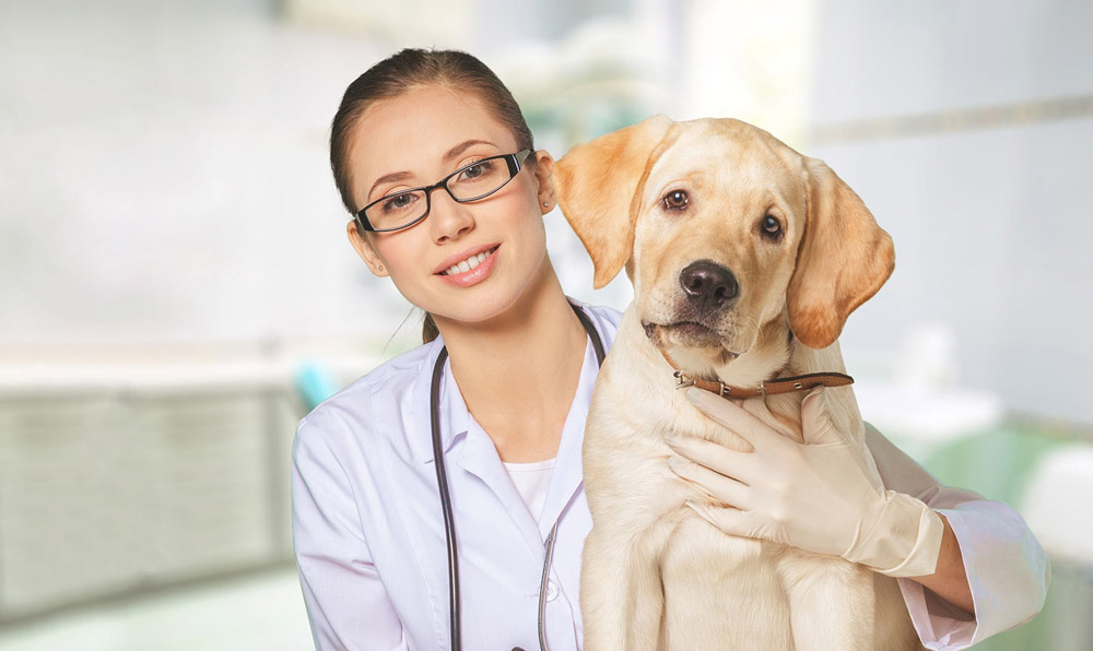 Asthma in Pets | Veterinarian in Maple Heights, OH | Suburban Veterinary  Clinic