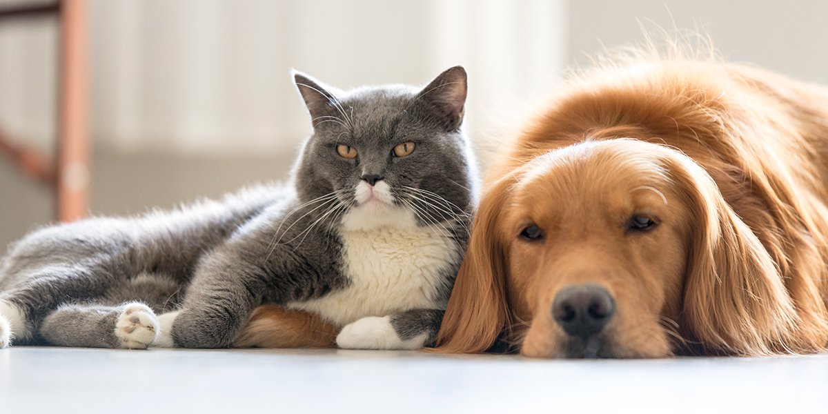 cat and dog flea and tick free